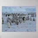 Recherche de troupeau posters Neige