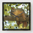 Search for squirrel clocks Funny