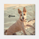 Search for heeler magnets Queensland