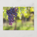 Search for grapevine postcards Photography