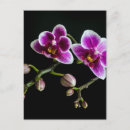 Recherche de rose blanc noir cartes postales Rouge