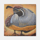 Search for desert bird magnets Quail