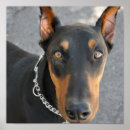 Recherche de dobermann posters Dog