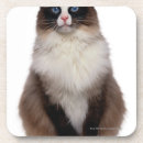 Recherche de ragdolls dessous de verres Animal