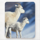Search for sheep mousepads North america