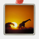 Recherche de ornement de girafe ornements Coucher de soleil