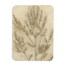 Search for gilded magnets Botanical