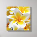 Search for frangipani art Tropical