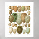 Search for bird egg posters Robins egg blue