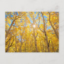 Recherche de arbres tremble cartes postales Automne