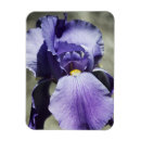 Recherche de iris photographie Été