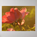 Search for sunset rose posters Pink