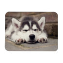 Recherche de malamute magnets Sibérien husky