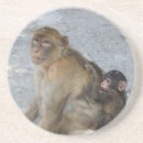 Search for monkey drinking photography Animals