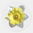 Recherche de jonquilles autocollants Jonquille blanche