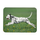 Recherche de brouillé magnets Dehors
