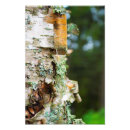 Search for birch bark posters Woods