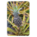 Recherche de ananas magnets Hawaii