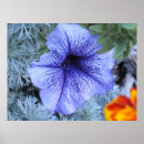 Recherche de pétunia posters Blanc