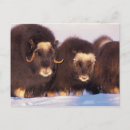Search for arctic circle Muskox