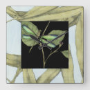 Search for dragonfly clocks Animals