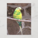 Search for limb postcards Animal