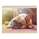 Search for french calendars Bulldog