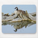 Search for canada goose electronics Lake