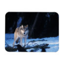 Search for canis Snow