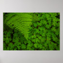 Search for humboldt posters California