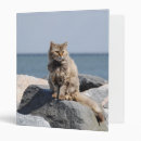 Search for grey cat binders Blue