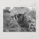 Search for admiration postcards Flower