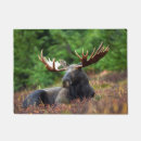 Search for moose garden outdoor Wildlife