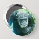 Recherche de chimpanzé badges Primates