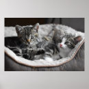 Recherche de chat noir et blanc posters Chatons