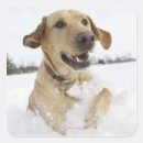 Search for labrador retriever stickers Outdoors