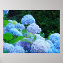 Recherche de hortensia bleu posters Toute personne
