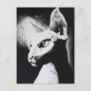 Recherche de chat original cartes postales Félin