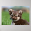 Search for looking at camera posters Chihuahua