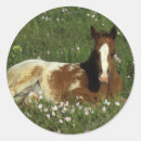 Search for laying down stickers Equestrian