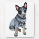 Search for cattle dogs electronics Puppy