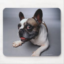 Search for alert electronics Dog