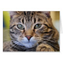 Recherche de humanitaire cartes postales Chats