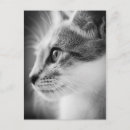 Recherche de visage de chat cartes postales Blanc