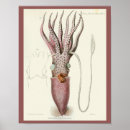 Recherche de céphalopode art Vintage