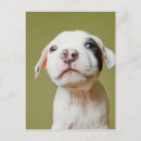 Recherche de black puppy cartes postales Pet