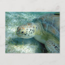 Search for sea turtle postcards National park