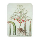 Search for fruit magnets Plants