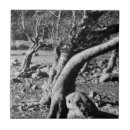 Recherche de arbre noir carreaux Arbres