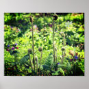 Search for fiddlehead Floral